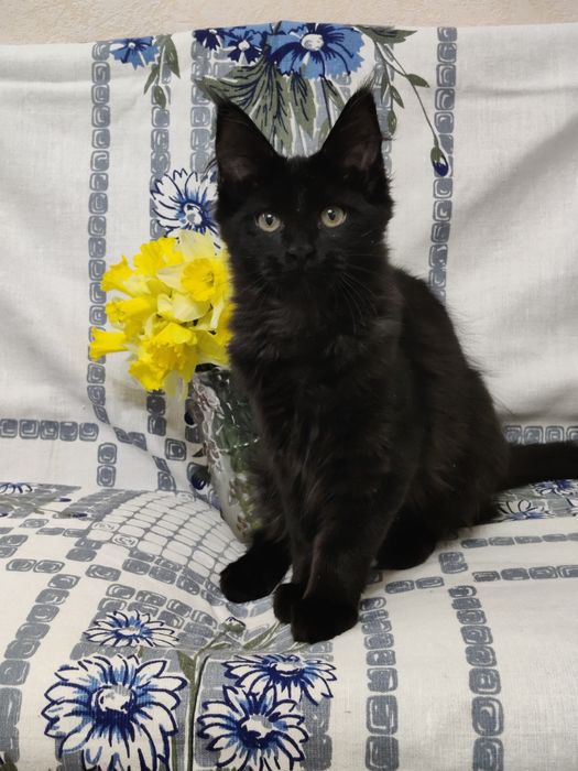 Мейн Кун девочка