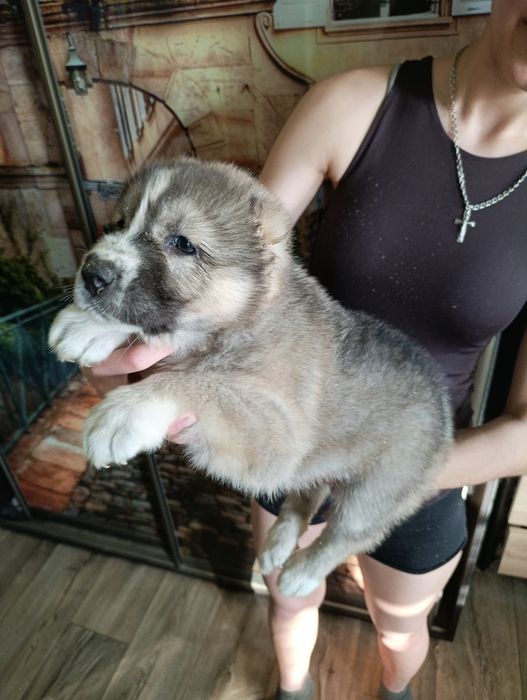 Продам щенков алабая