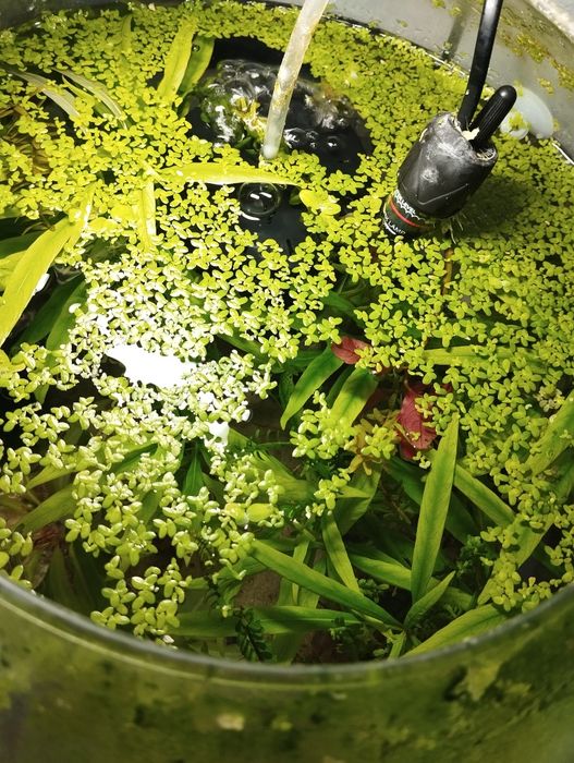 Planta aquário - Duckweed