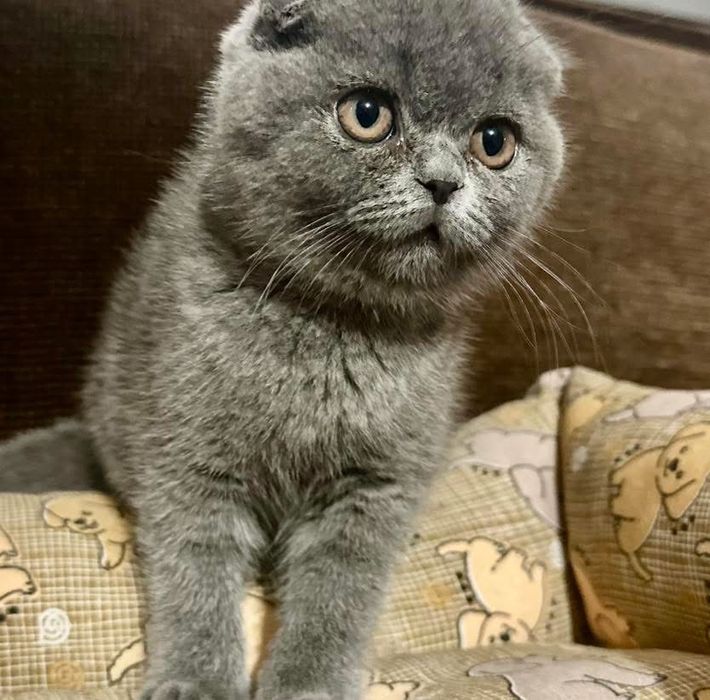 Scottish fold. cinsa