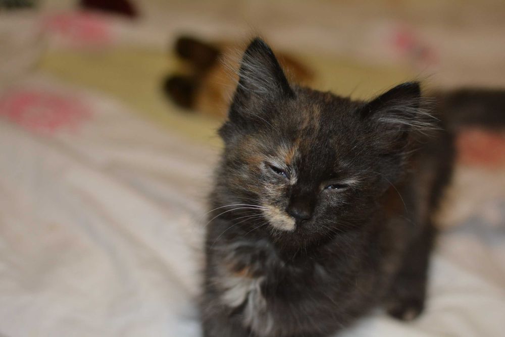 Кошенята КОТИКИ в Найдобріші  найкращі руки БЕЗКОШТОВНО