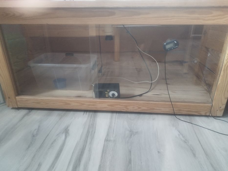 Terrarium jeża pigmejskiego