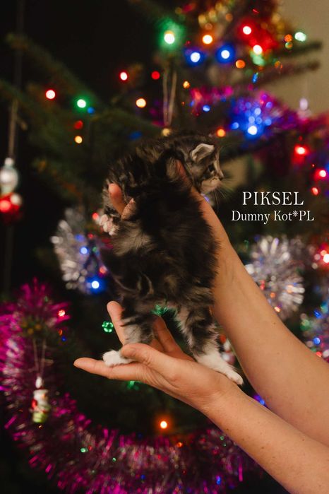 Kocurek Norweski Leśny z rodowodem