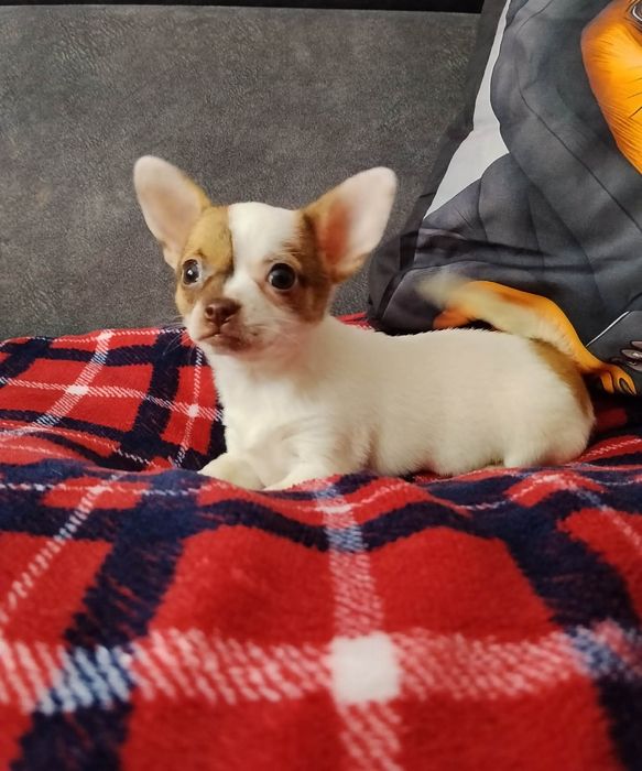 Chihuahua miniaturowa sunia