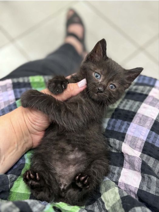 Коти в добрі руки