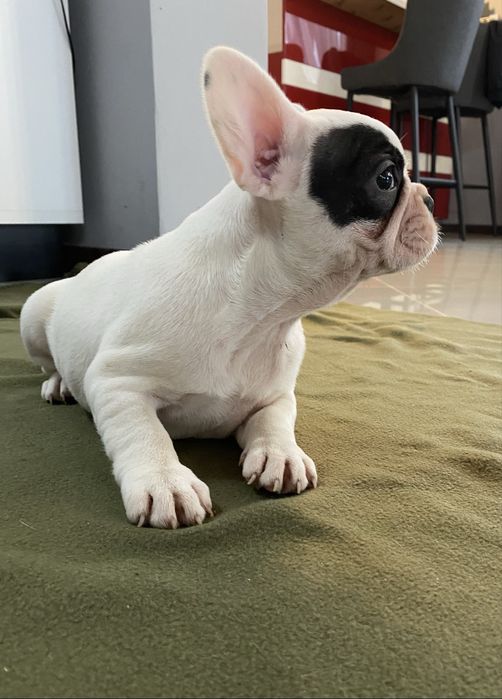 Buldog francuski, suczka, biała