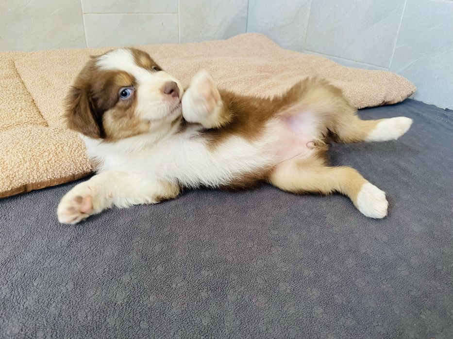 Pastor australiano com olhos azuis