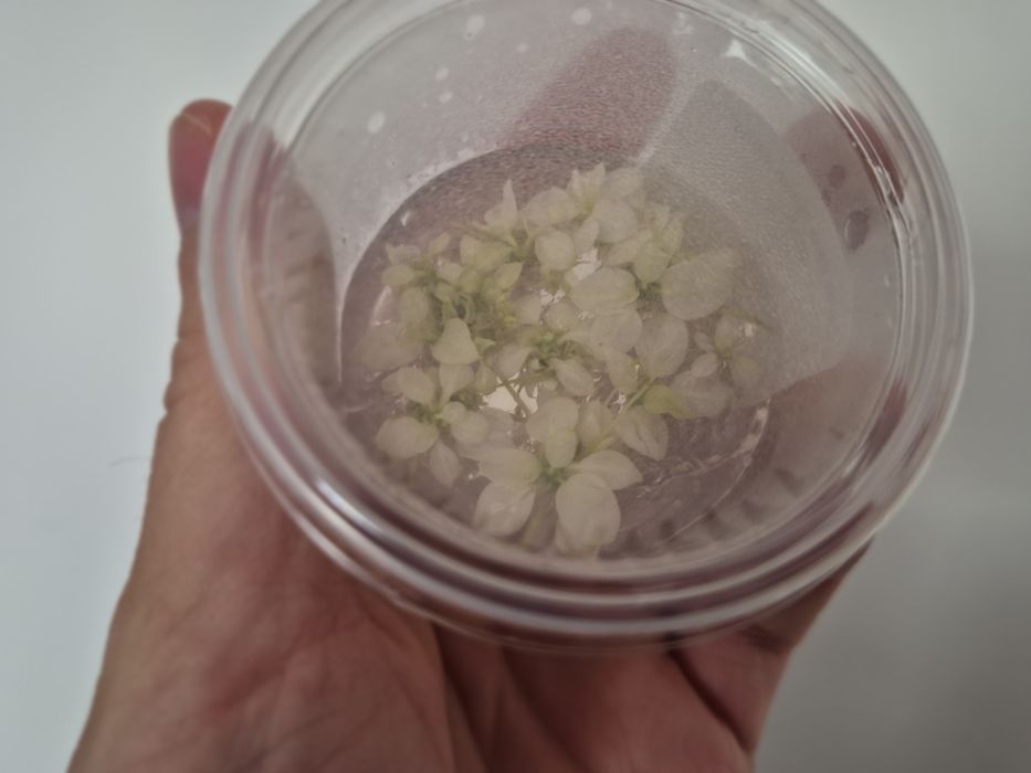 Anubias anubiasy Snow White in vitro premium wysyłka