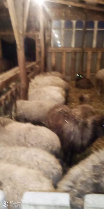 Вивци каракули 3000гр