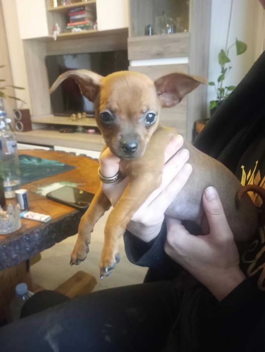 Oddam w dobre ręce suczkę pinczer miniaturka