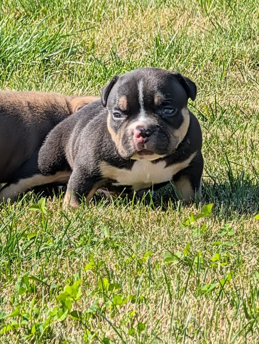 American bully pocket