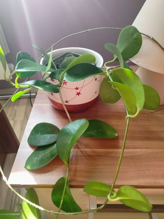 Hoja australis,hoja australis