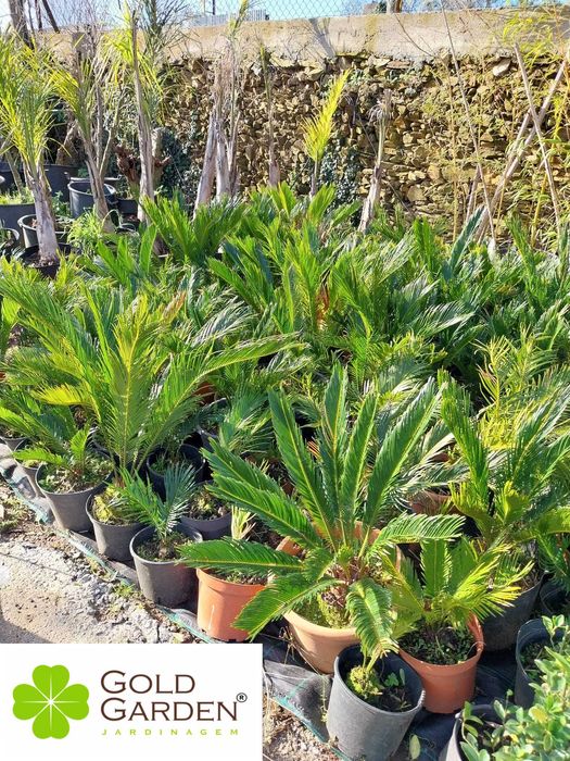 Palmeiras Várias Variedades! Coqueiros/Phoenix/Chamaerops/Sicas