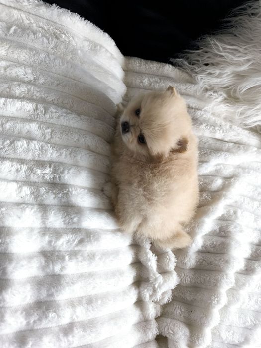 Spitz Anão Lulu da Pomerânia. Menino . Perfeito