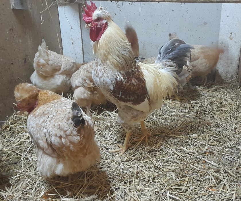 Jaja lęgowe czubatki staropolskiej