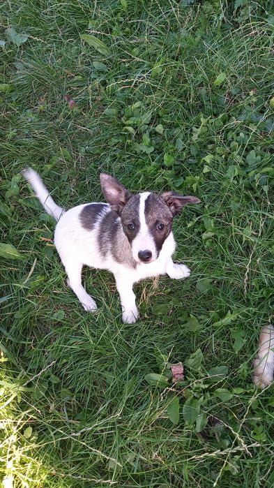 Віддам у добрі руки