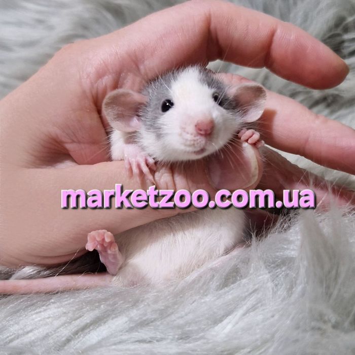 Щурик Дамбо блакитний хаскі хлопчик-красунчик, крысы, крыски, крысята