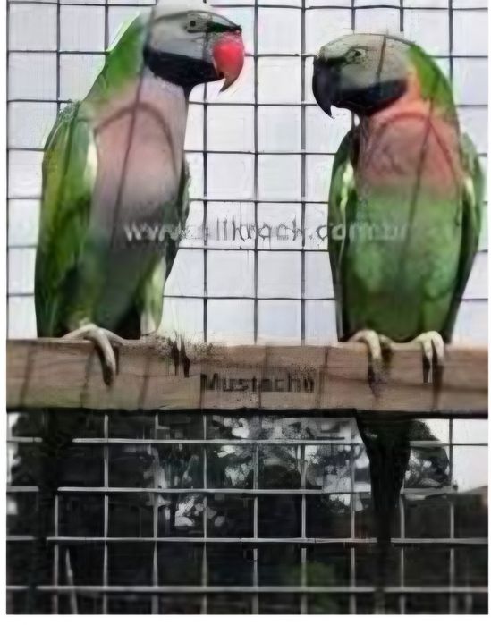 Mustaches para acabar de criar a mão