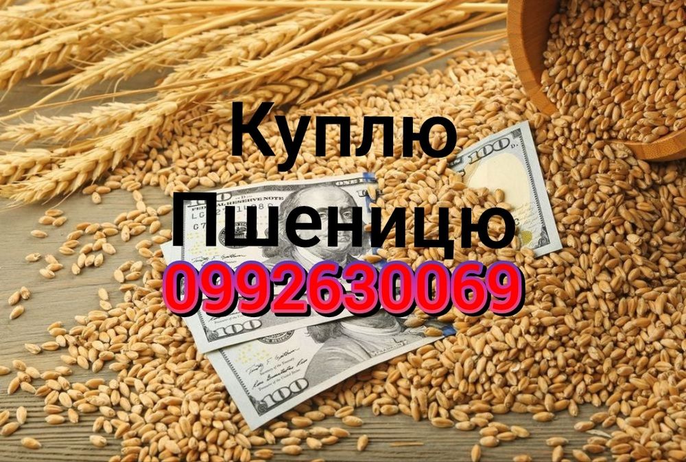 Пшениця яра купити