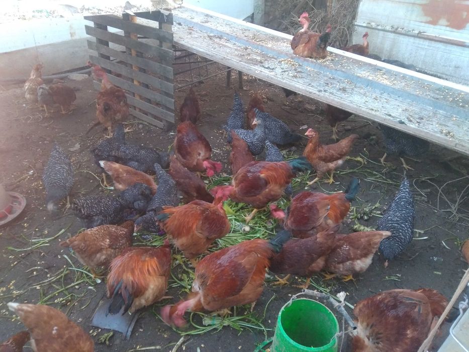 Galosl criados no campo otimos para seu natal