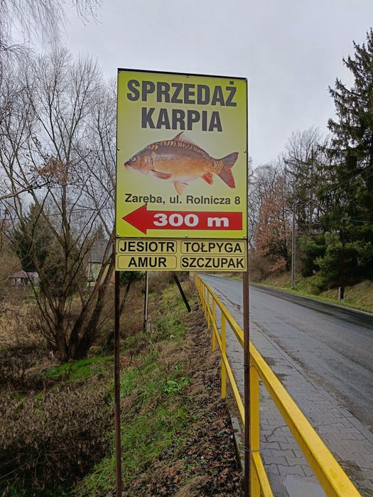 Kroczek  karpia   Amura  Tołpyga
