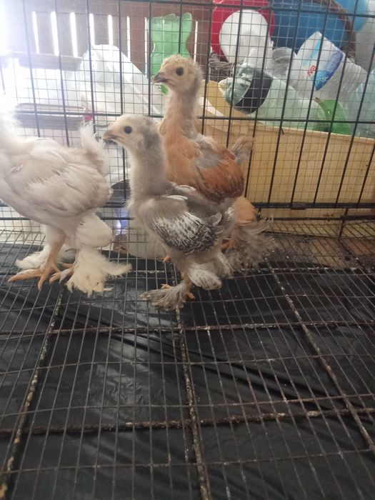 Cedo pintos brahama puros , machos e fêmeas