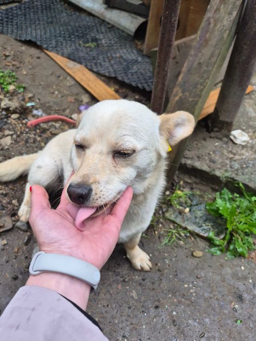 Дівчинка шукає дім