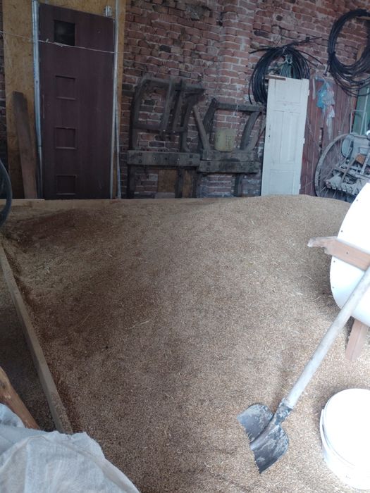 Sprzedam Przenzyto i Owies