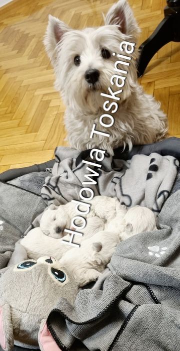 West Highland White Terrier- suczka  szczeniak