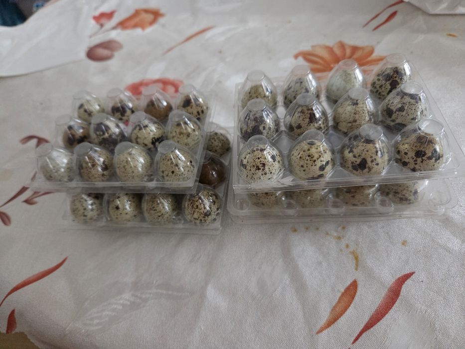 Ovos de codorniz