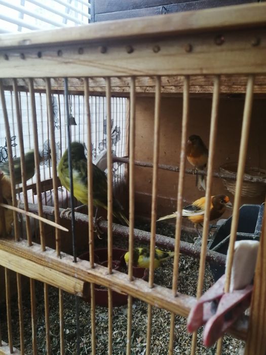 Клетка для певчих птиц