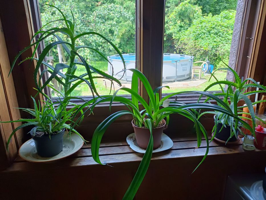 Aloes leczniczy doniczkowy.