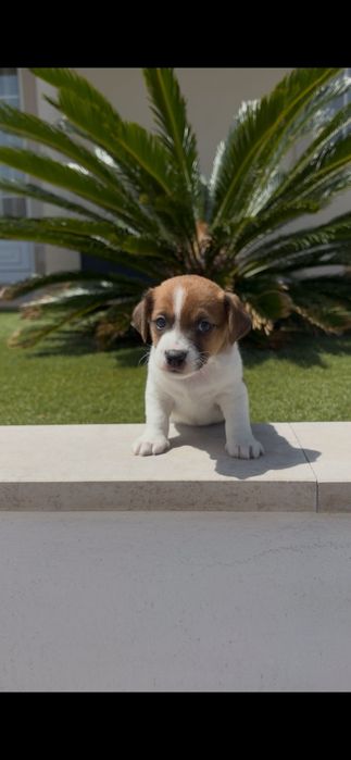 Jack Russell macho