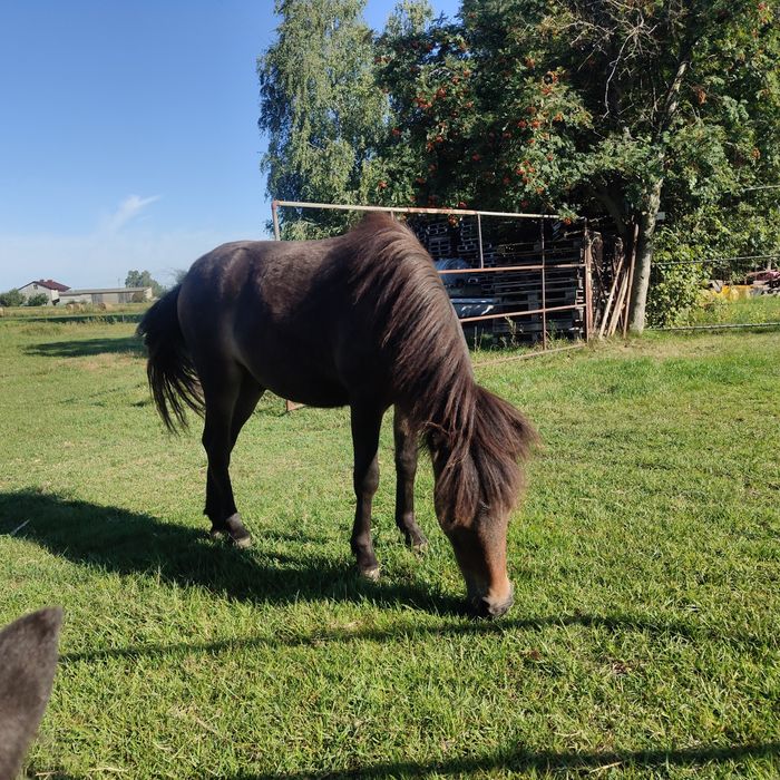 Kucyk koń źrebak roczny