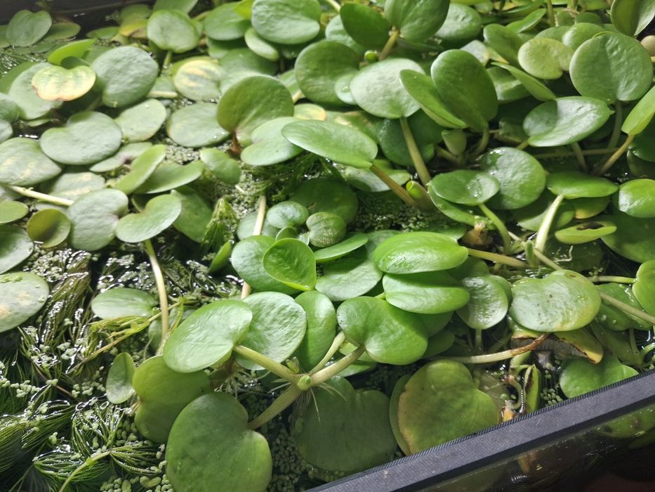 Limnobium do akwarium