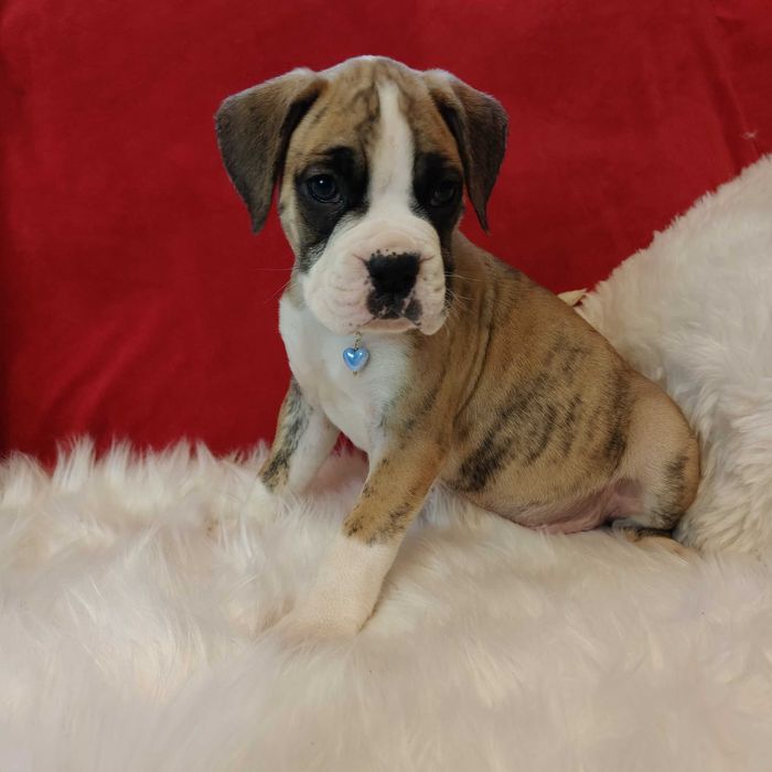 Bokser wspaniałe szczenie