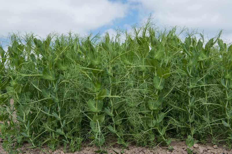 Groch siewny ASTRONAUTE ASTRONAUTA C/1 Materiał kwalifikowany