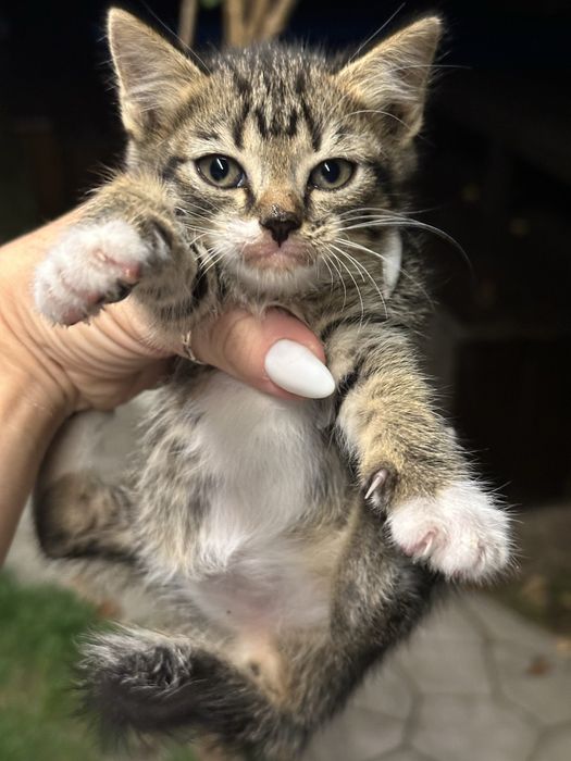 Кошенята тигренята