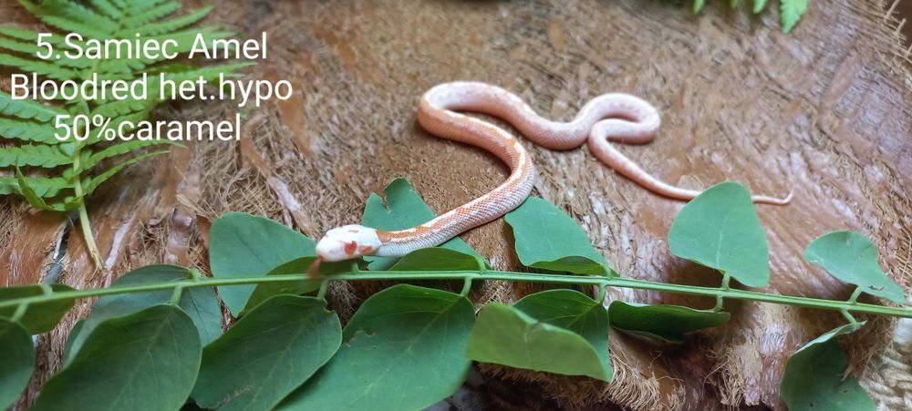 Wąż zbożowy. Tessera.  Ame.l Ultrame.l Bloodred. Młode