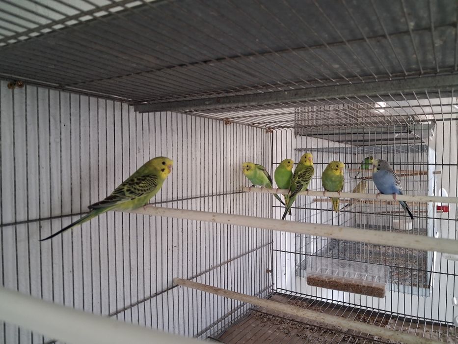 Periquitos novos