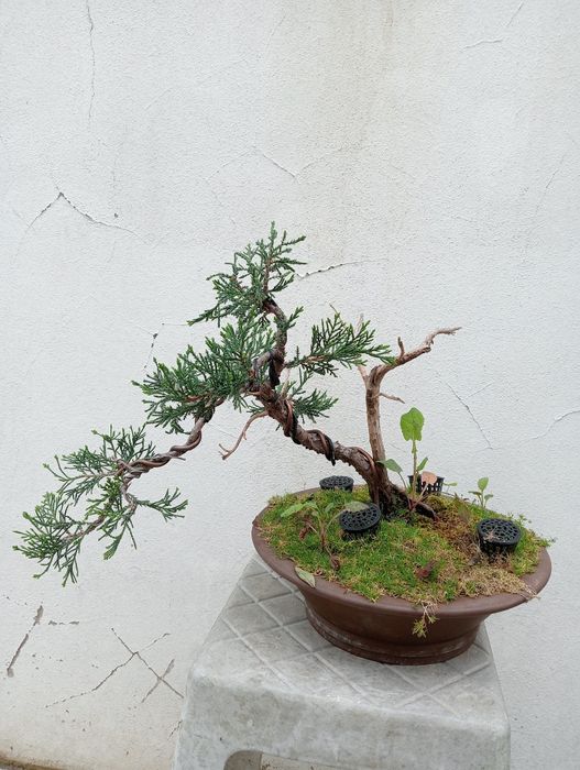 Bonsai - Juniperus S. José