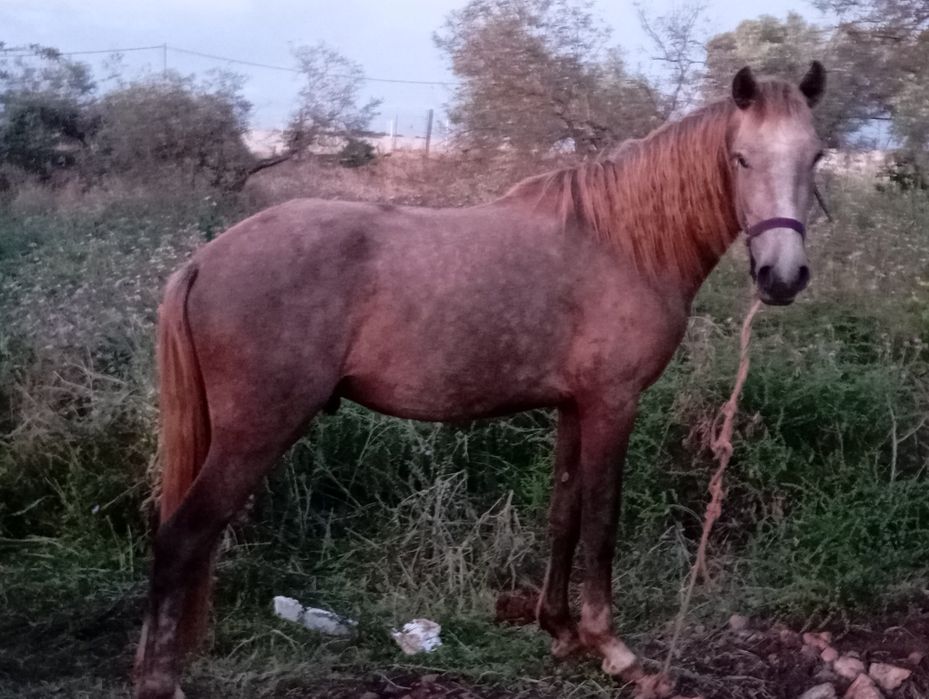 Poldros para venda