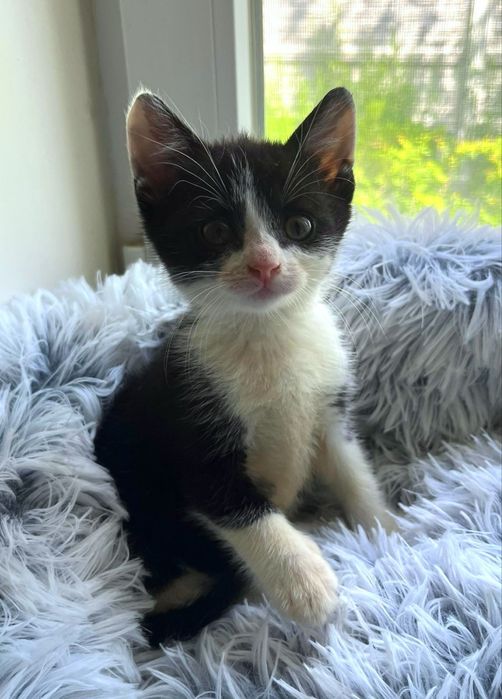 Котенок в поисках дома