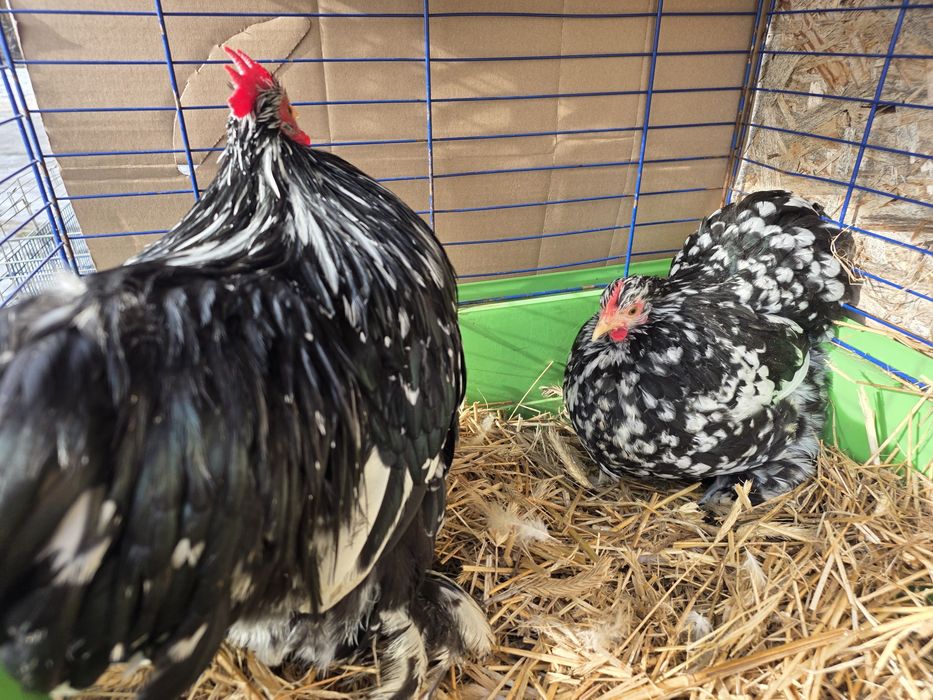 Karzełek kochin i karzełek łapciaty