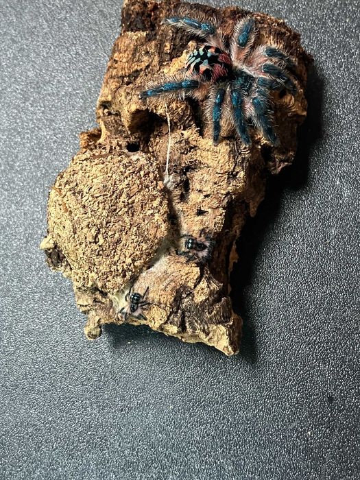 Typhochlaena seladonia