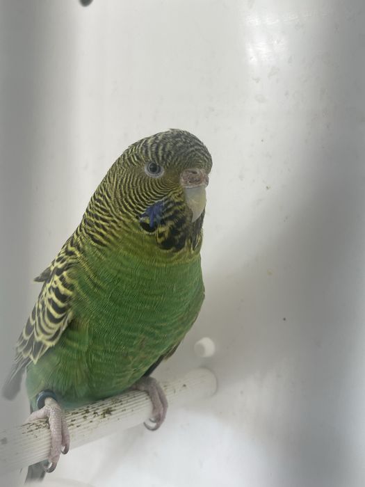 Periquitos blackface azuis e verdes