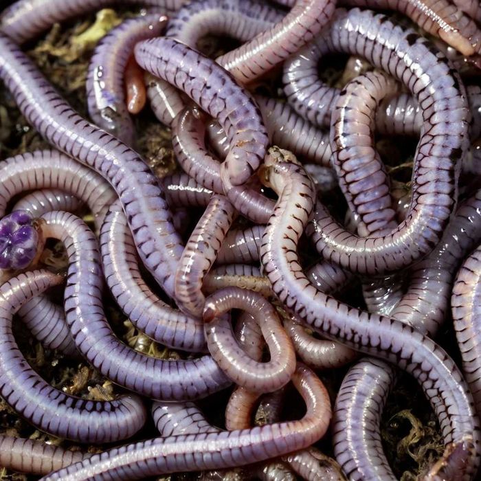 [MINHOCAS PESCA] Minhoca Violeta do Himalaia [MINHOCAS GRANDES]