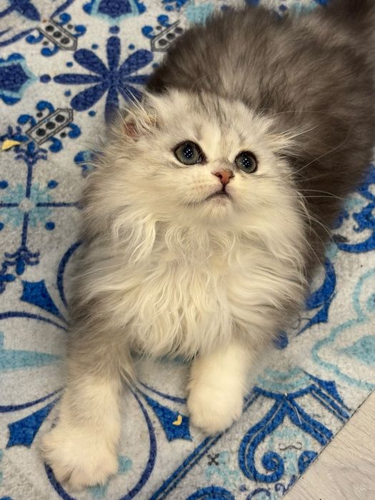 Femea scottish fold pedegree WCF