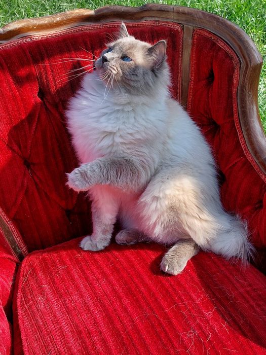 JCH Czak ll  kocureki.FPL/Fife .