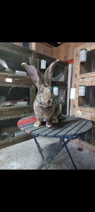 Olbrzym belgijski samce